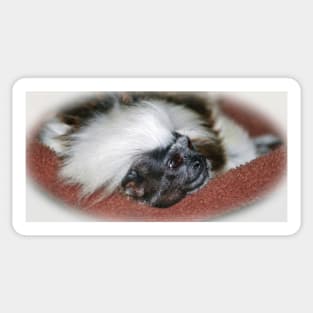 Cotton-top Tamarin Sticker